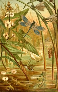 Damselfly Laying Eggs