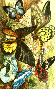 Butterflies. Free illustration for personal and commercial use.