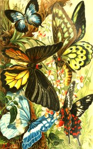 Butterflies