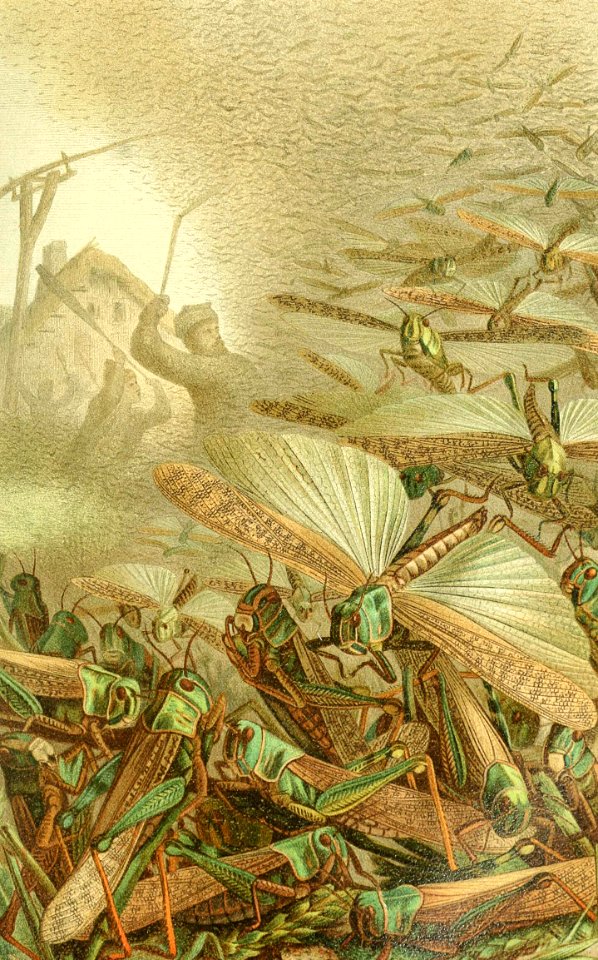 A Swarm of Locusts