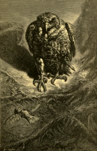 The Hawk and the Nightingale