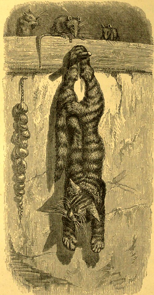 The Cat and the Mice