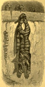 The Cat and the Mice
