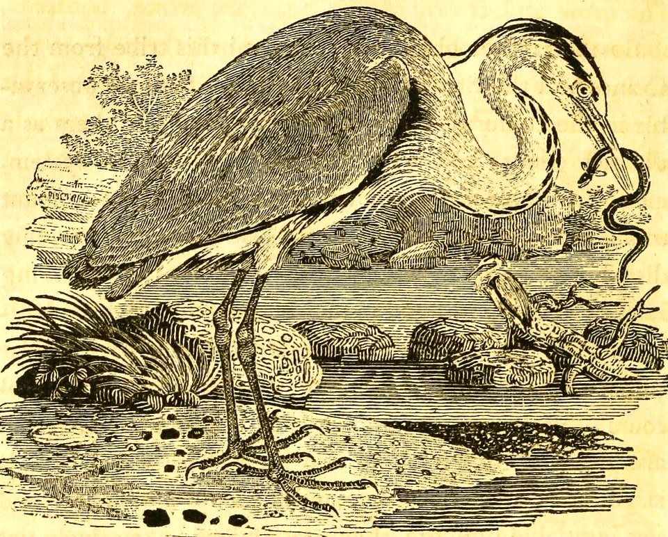 Gray Heron