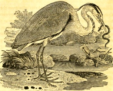Gray Heron