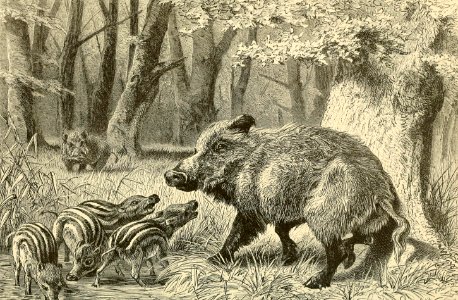 Wild Boar