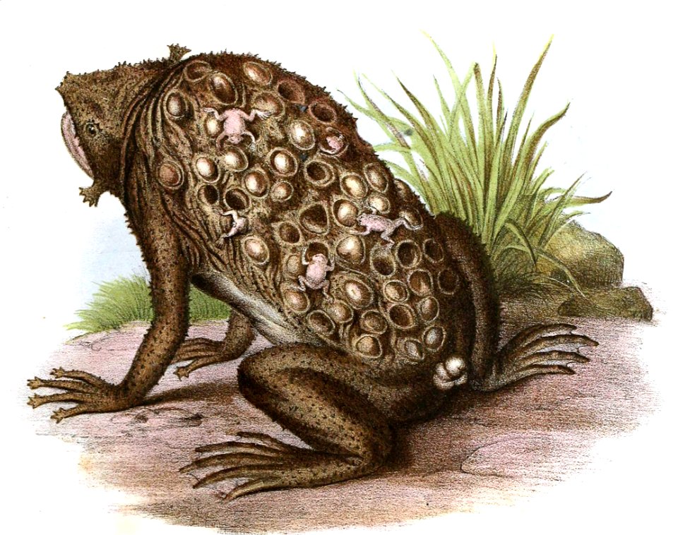 Suriname Toad