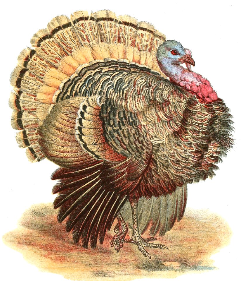 Wild Turkey