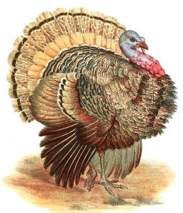 Wild Turkey