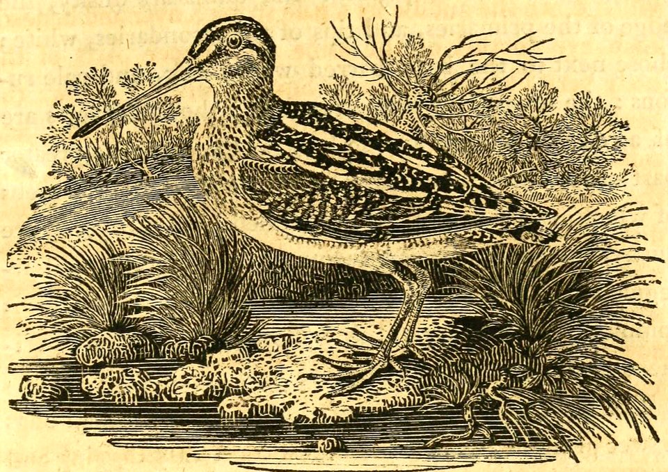Common Snipe