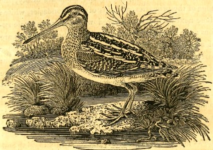 Common Snipe
