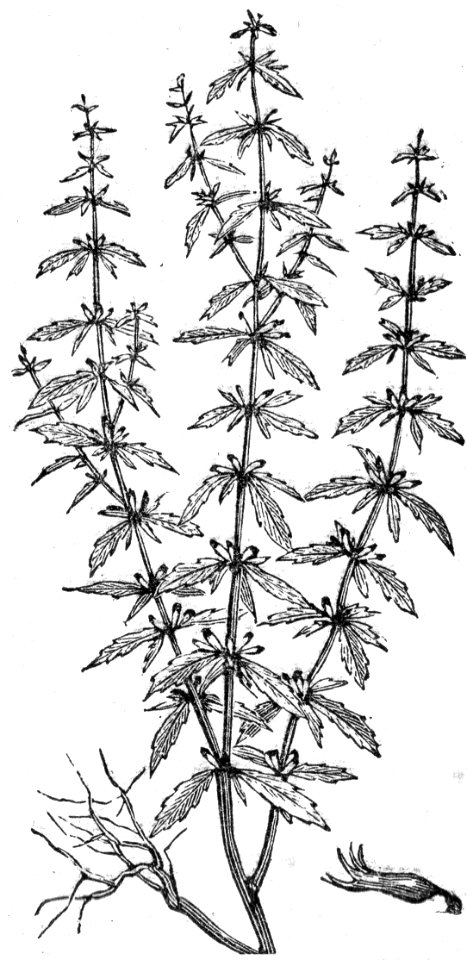 American Pennyroyal