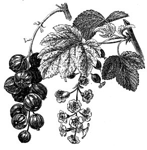 Redcurrant