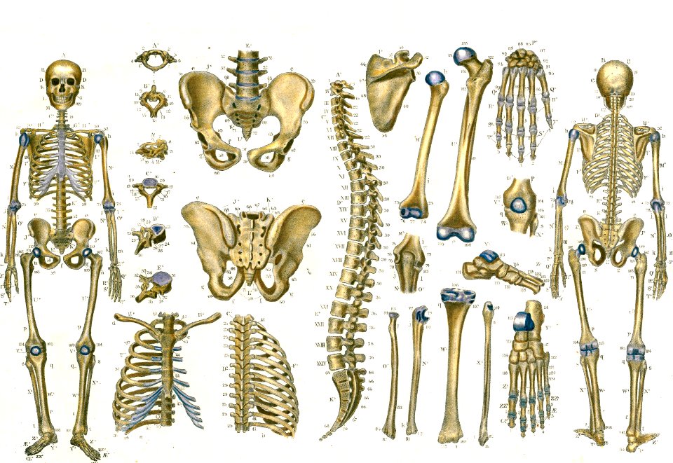 Osteography