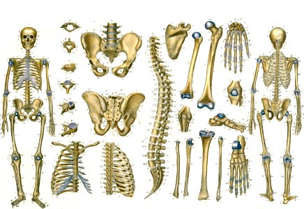 Osteography