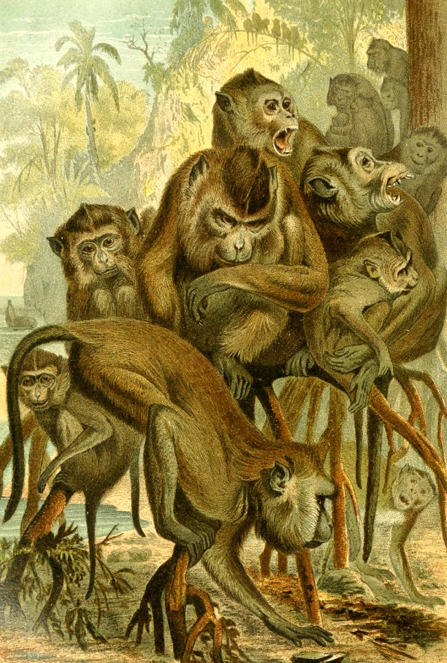 Macaques