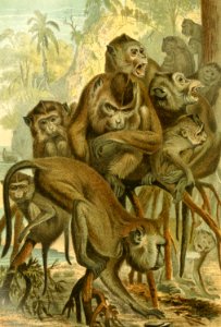 Macaques