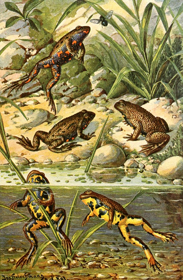 European Fire-Bellied Toad and Yellow-Bellied Toad
