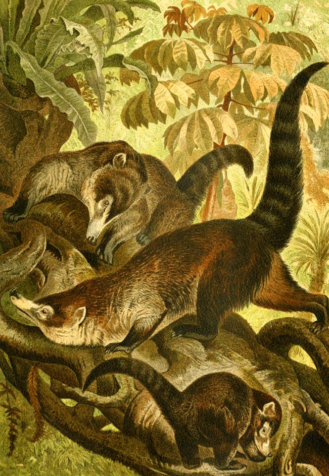 White-Nosed Coati