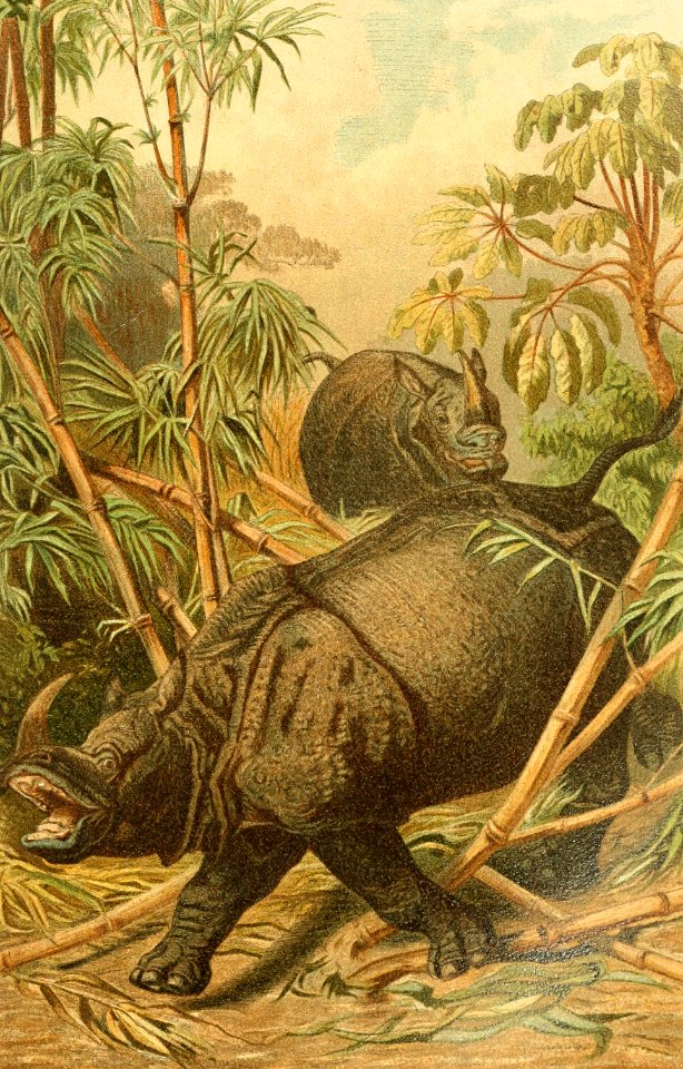 Indian Rhinoceros