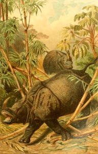 Indian Rhinoceros