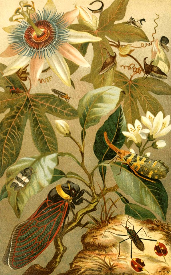 Cicadas and Other Insects