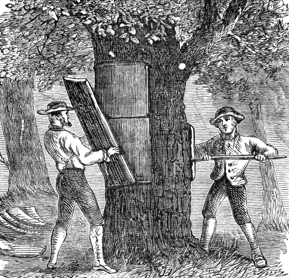 Harvesting Cork