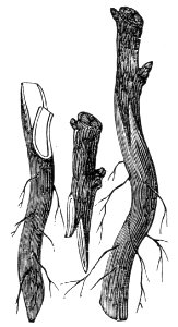 Whip and Tongue Graft (2)