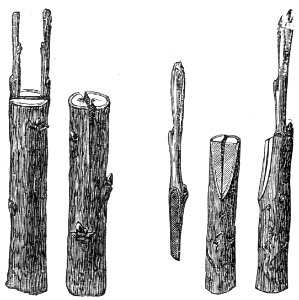 Cleft Graft