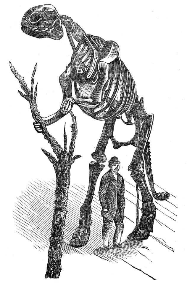 Hadrosaurus