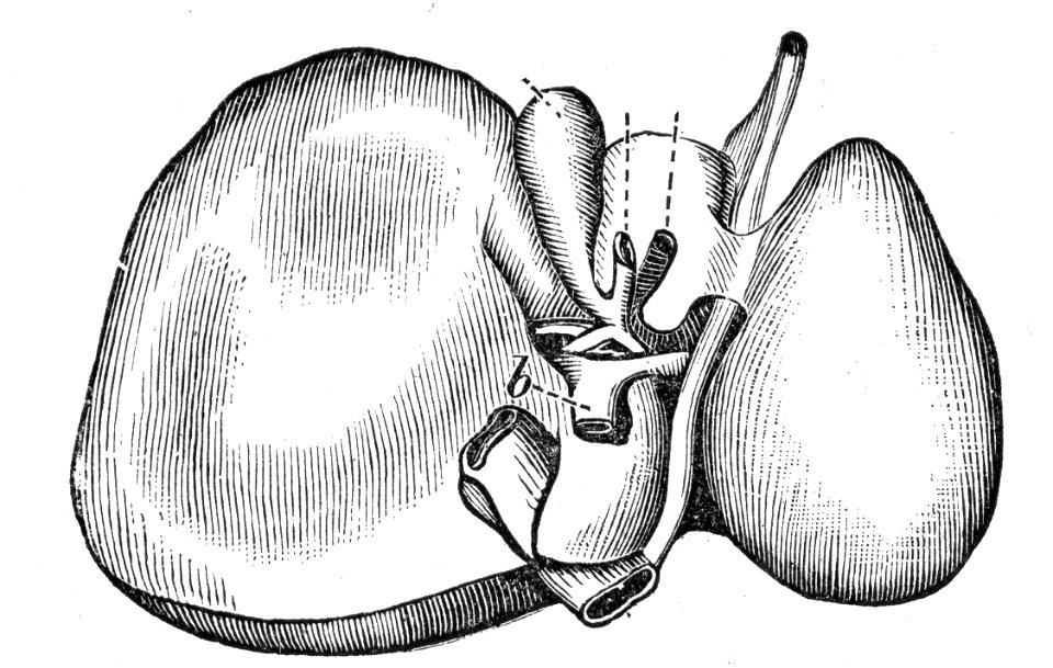 Liver