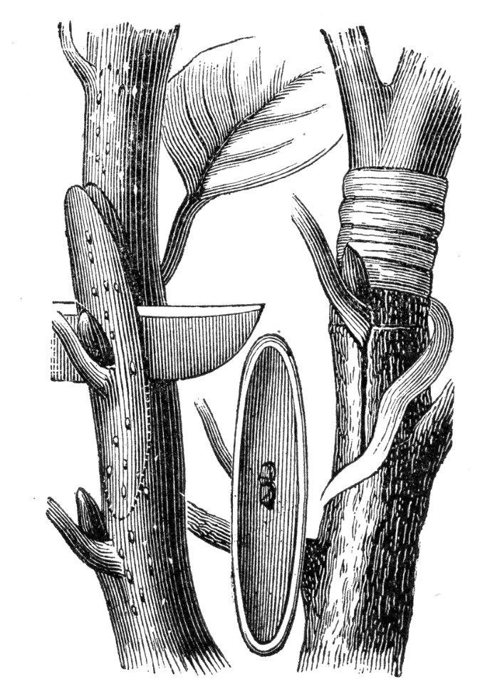 Bud Graft (Budding)