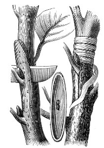 Bud Graft (Budding)
