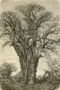 Baobab at Mohéli