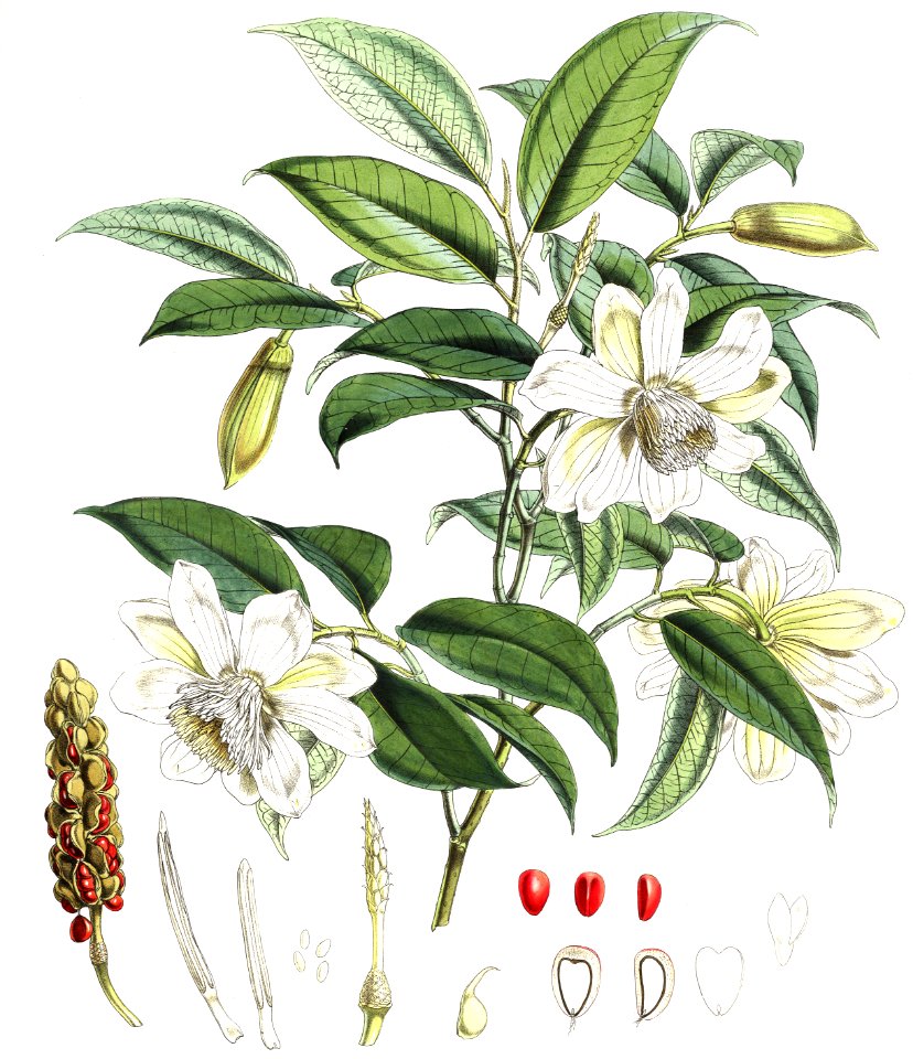 Magnolia cathcartii