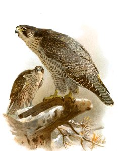 Gyrfalcon