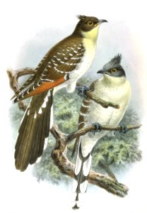 Great Spotted Cuckoo