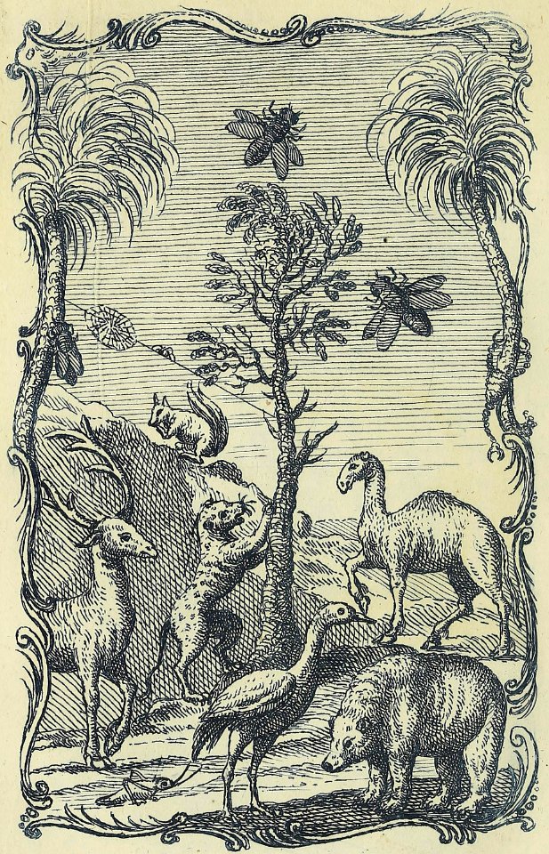Bear, Deer, Dromedary, and Other Animals