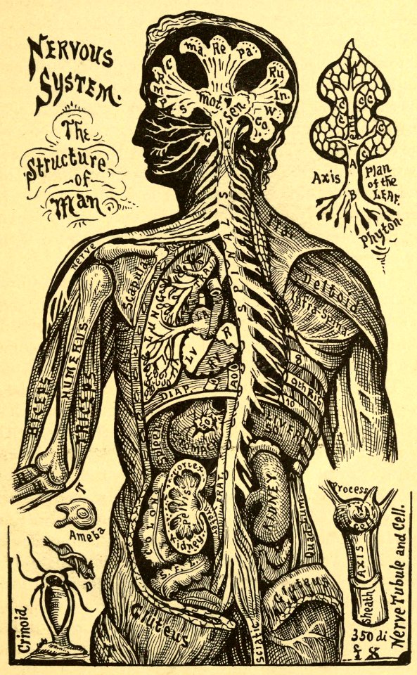 Nervous System