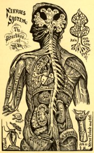 Nervous System