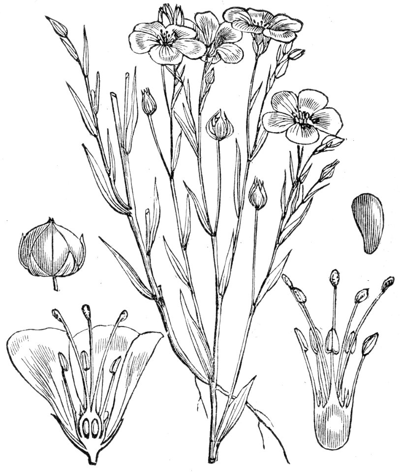 Flax