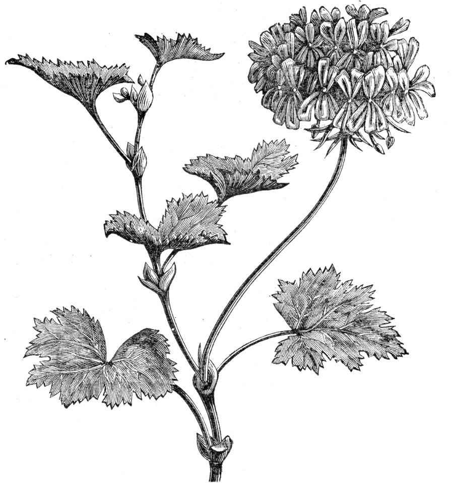 Horseshoe Geranium