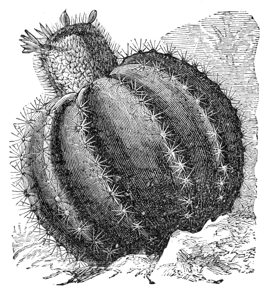 Melon Cactus
