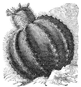 Melon Cactus