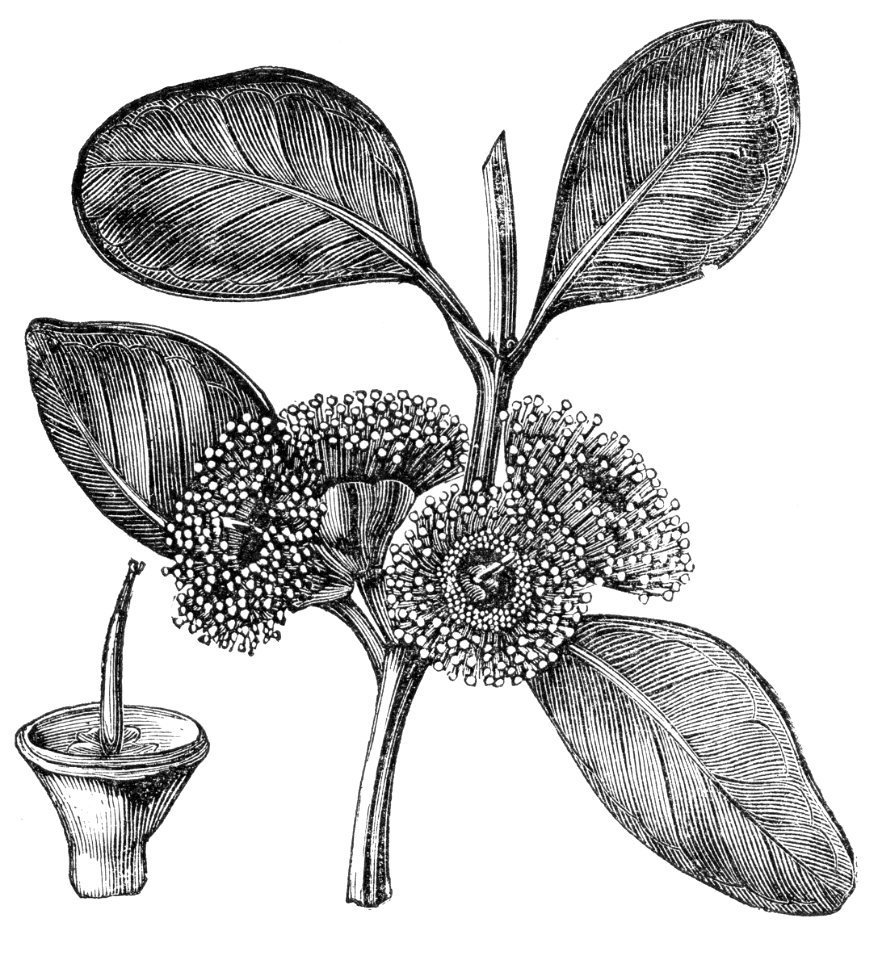 Bell-Fruited Mallee