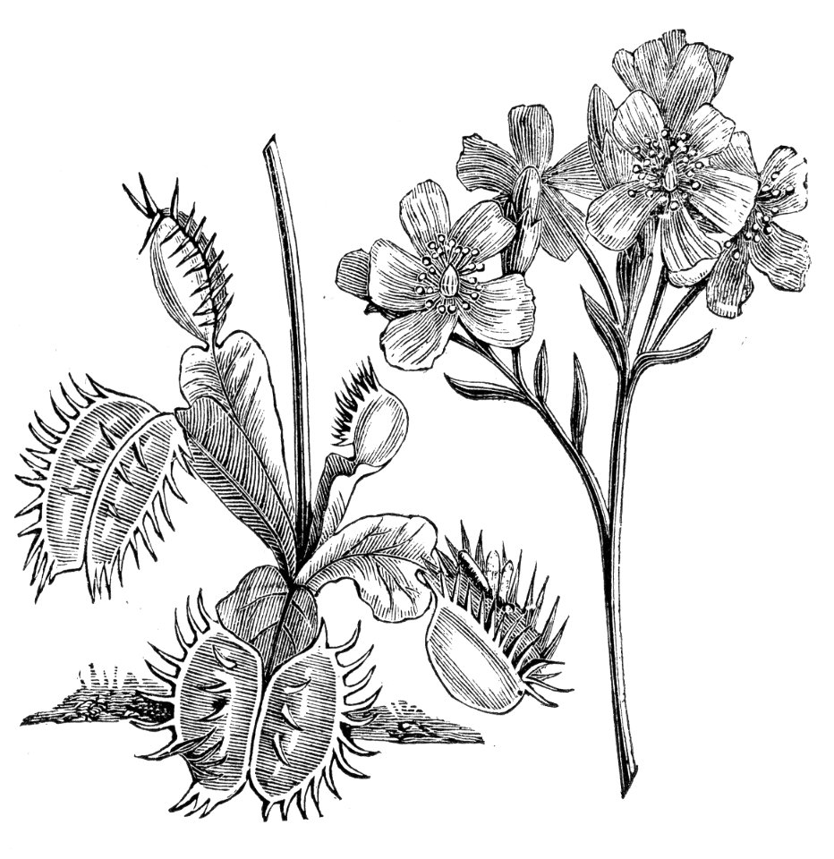 Venus Flytrap