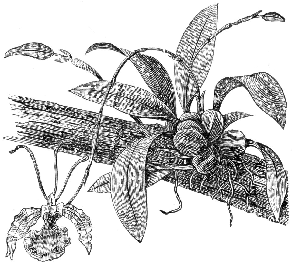 Butterfly Orchid