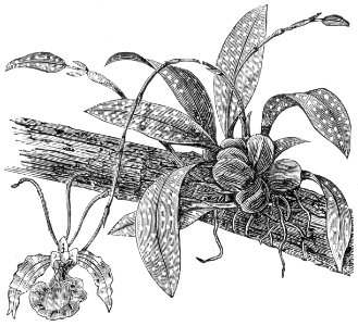 Butterfly Orchid