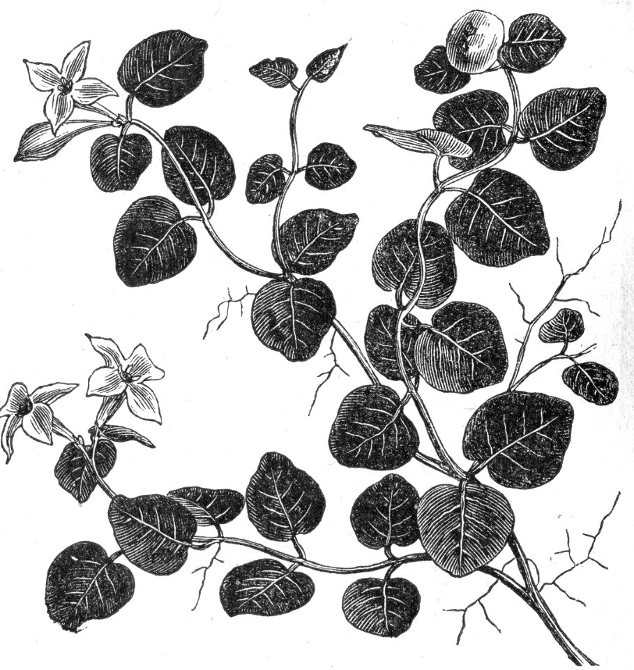 Partridgeberry