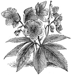 Christmas Rose